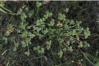 Trifolium ornithopodioides