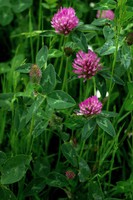 Trifolium pratense