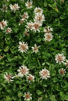 Trifolium repens