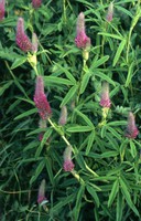 Trifolium rubens