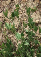 Trifolium striatum