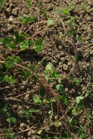 Trifolium subterraneum