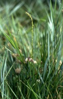 Triglochin palustris