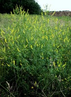 Trigonella officinalis