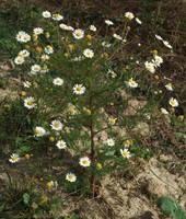 Tripleurospermum inodorum