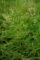 Trisetum flavescens