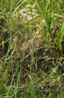 Trocdaris verticillatum