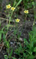 Tuberaria guttata