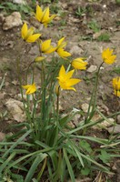 Tulipa sylvestris