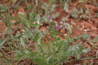 Turgenia latifolia