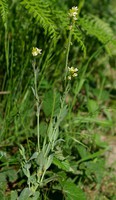 Turritis glabra