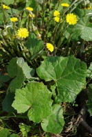 Tussilago farfara