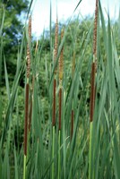 Typha angustifolia