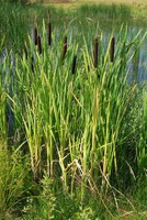 Typha latifolia