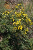 Ulex europaeus