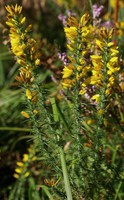 Ulex minor