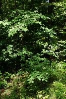 Ulmus glabra