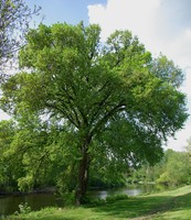 Ulmus laevis