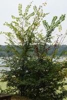 Ulmus minor