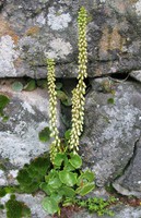 Umbilicus rupestris