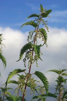 Urtica dioica