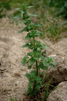 Urtica urens