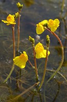 Utricularia australis