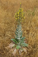 Verbascum pulverulentum