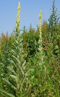 Verbascum thapsus