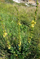 Verbascum virgatum