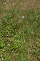 Verbena officinalis