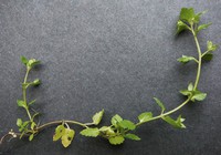Veronica agrestis