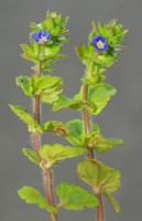 Veronica arvensis