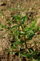 Veronica catenata