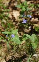 Veronica chamaedrys