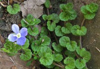 Veronica filiformis