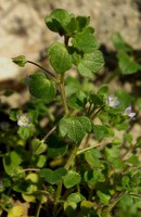 Veronica hederifolia