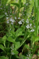 Veronica officinalis