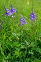 Veronica orsiniana