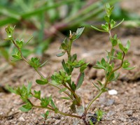 Veronica peregrina