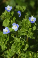 Veronica persica