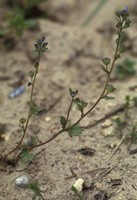 Veronica praecox