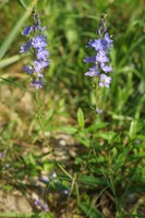 Veronica scheereri