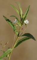 Veronica scutellata
