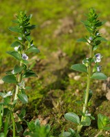 Veronica serpyllifolia