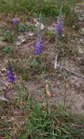 Veronica spicata