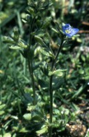Veronica triphyllos