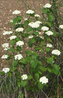 Viburnum lantana