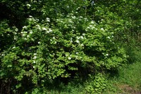 Viburnum opulus