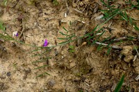 Vicia angustifolia